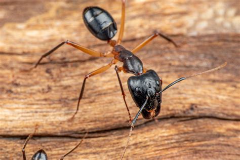 Large,Camponotus,Carpenter,Ants,Foraging,On,Dead,Wood,On,The - Green