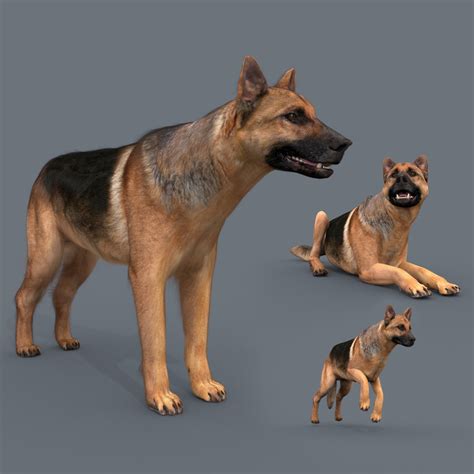 Dog animation - 3D model - TurboSquid 1404558