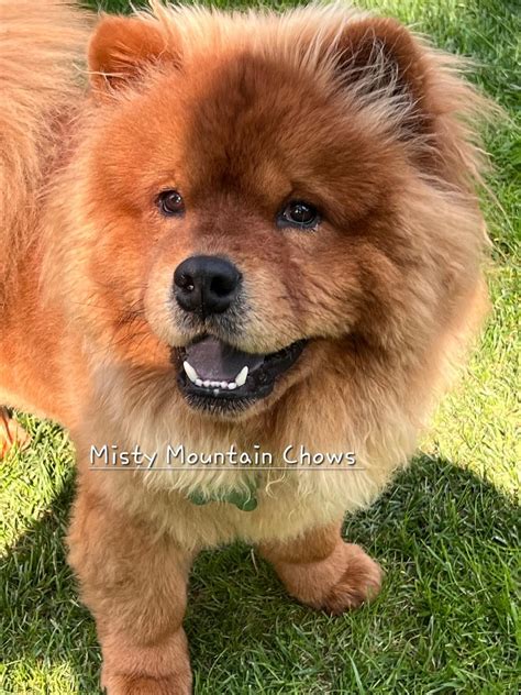 Specialized nutrition plans will soon be available for your chow- chow dog 6