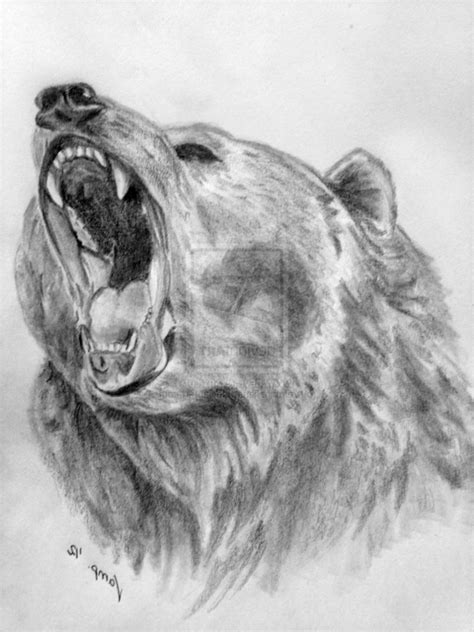 Realistic Bear Drawing at PaintingValley.com | Explore collection of ...