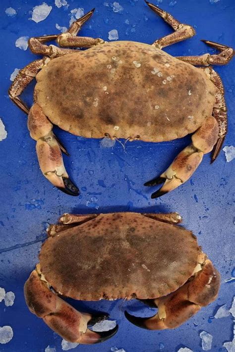 brown crab international fresh fish