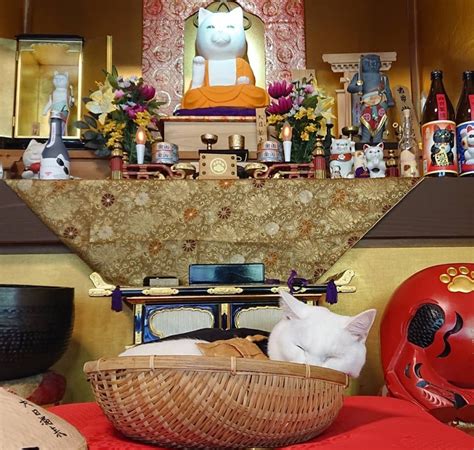 住持是隻貓！京都「貓貓寺」狂吸粉 我大喵教信徒全都超虔誠 | 椅子鱉大神 | 鍵盤大檸檬 | ETtoday新聞雲