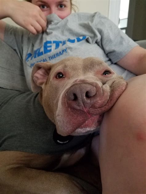 Squishy face :* : r/pitbulls