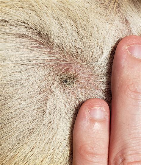 Why Does My Dog Have Scabs On His Back