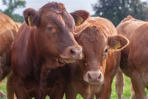 Cattle
