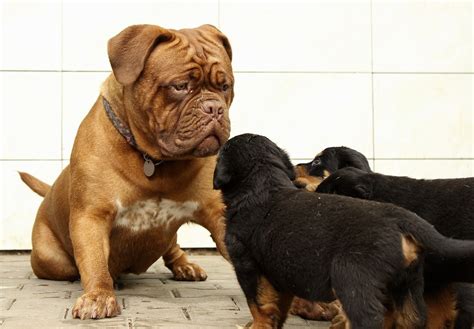 Top 4 Strongest Dog Breed With Their Own Abilities And Power