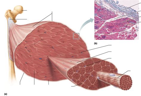 Chapter 10 - Skeletal Muscle Tissue Diagram | Quizlet