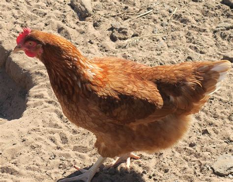 Chicken Nsw - Free photo on Pixabay - Pixabay