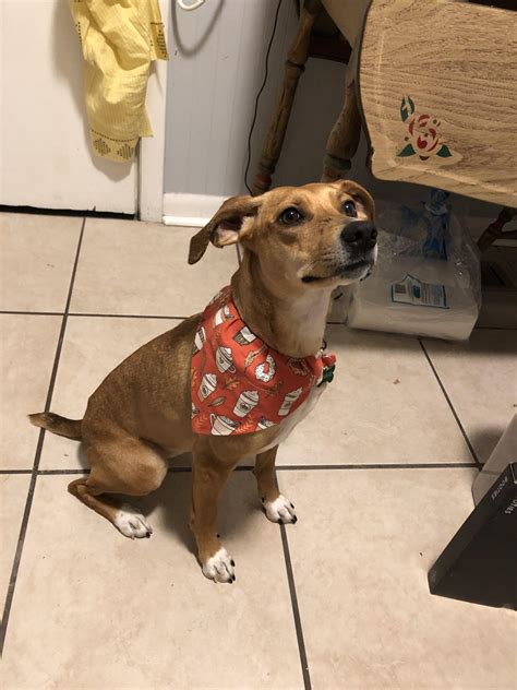 Here’s Omar! We were told she is a terrier mix but have no actual idea