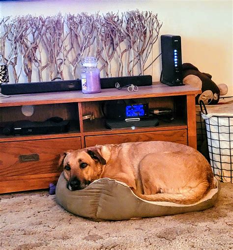 NWI Pet Care | Portage IN