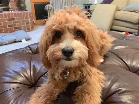 Are Cavapoo Puppies Easy To Train