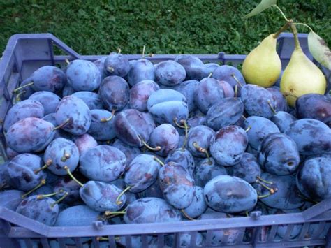soiul Stanley - prune - pumosu