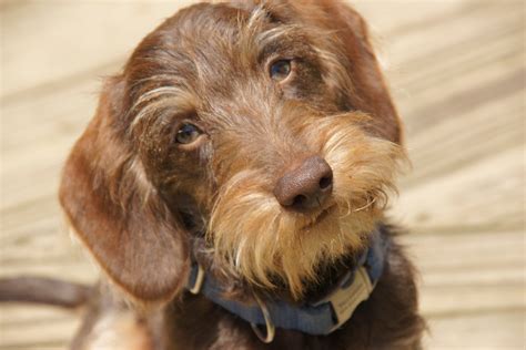 Miniature Wire-Haired Dachshund at Sandra Moody blog