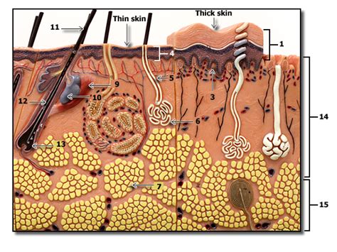 human anatomy physiology