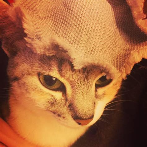 Чело Ли Е Коте Книжки?