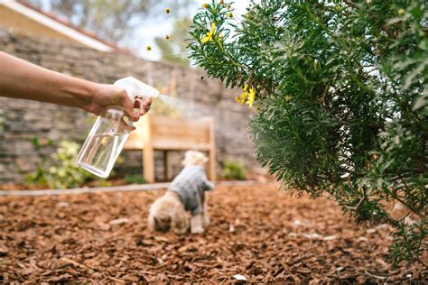 Spray To Keep Dogs Away – KeepingDog