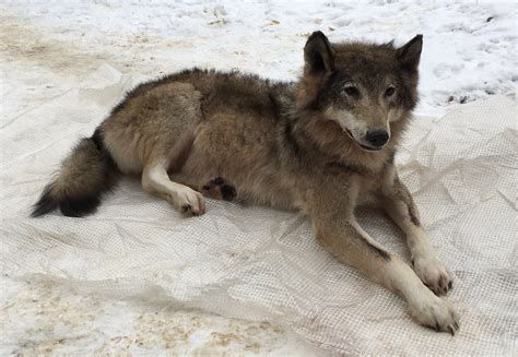 Каталог работ — Huntertrophy.org