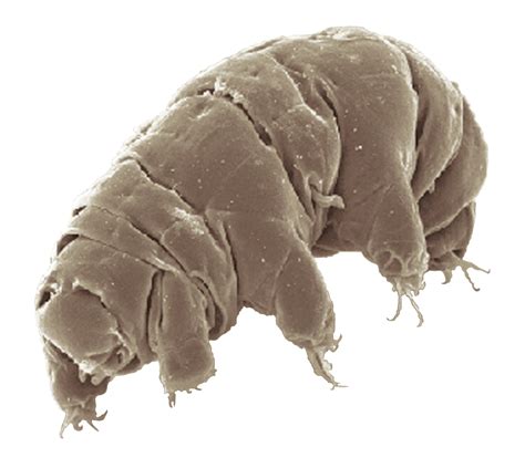 tardigrade wikipedia