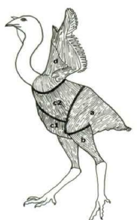 Muscle meat of chicken carcass a/b leg | Download Scientific Diagram