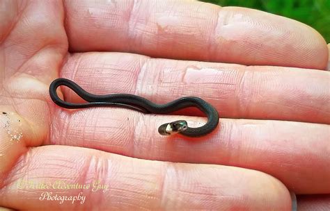 Small Snake Species: A Comprehensive Guide to Miniature Serpents