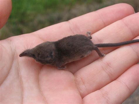 Rato É Animal Ou Inseto - É um rato ou um inseto? Conheça os 13 menores mamíferos do mundo ...