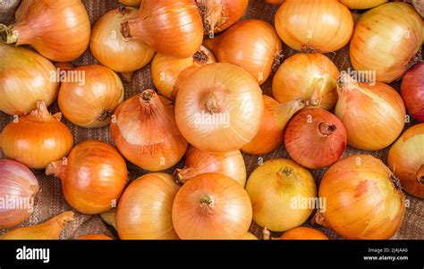 onion close  organic food  concept  harvesting top view
