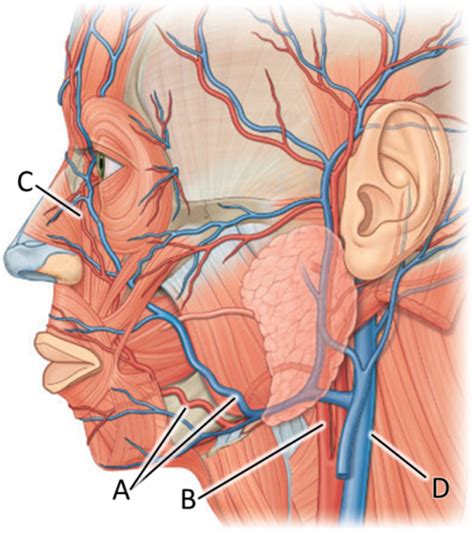 diagram   trajectory  facial artery vein quizlet