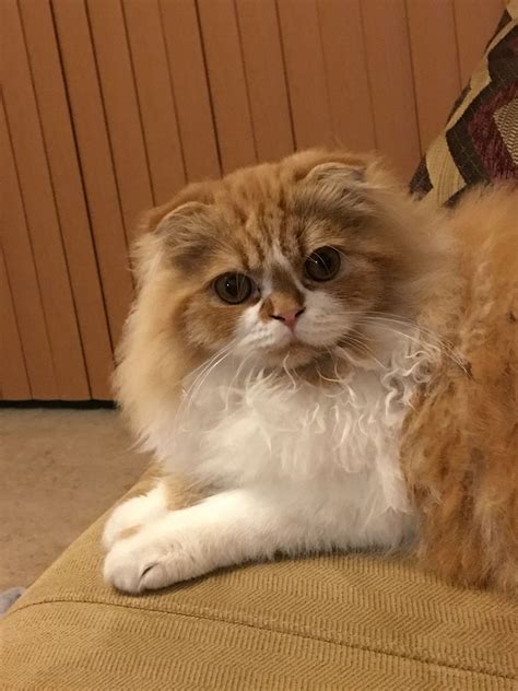 Gordon, My Scottish Fold Model 😻