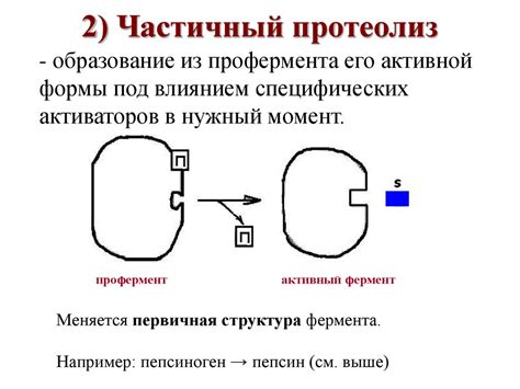 Ферменты - презентация онлайн