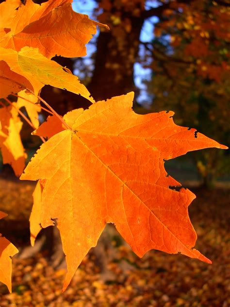 Download Stunning Fall Colors in the Forest | Wallpapers.com