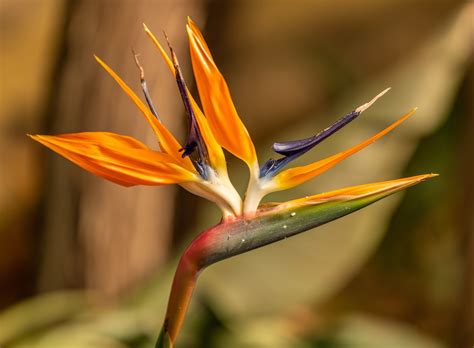 6 Proven Secrets To Nurturing The Majesty Of Your Bird Of Paradise Plants