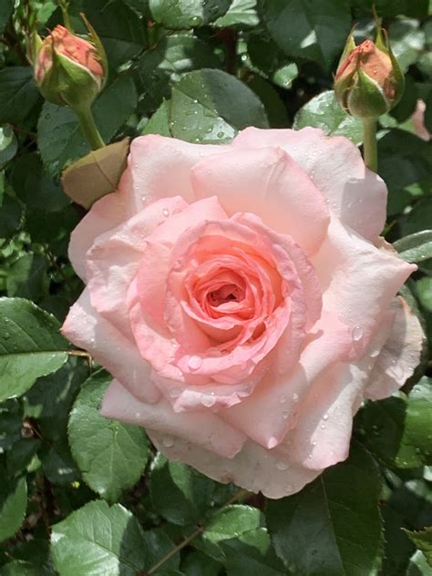 Bloom Thyme Friday: Roses for You! – The Garden Diary