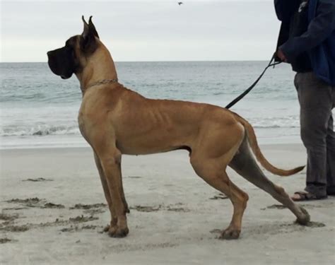 Gran Danes Cachorro