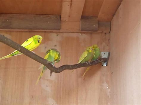 andulka podmyce znojmo prodam chovzviratcz