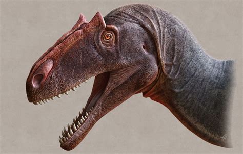 species  allosaurus   officially named  utah scientists