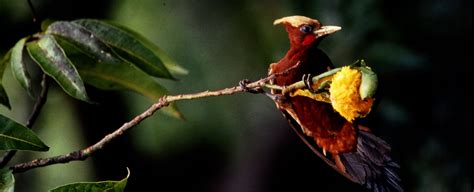 Guyana Bird-watching Holidays - Geodyssey