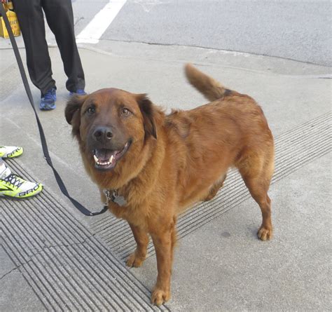 Golden Retriever Mixed With Chow