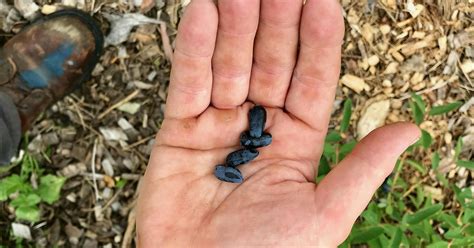 Meet the honeyberry, a new berry popping up in Minnesota supermarkets