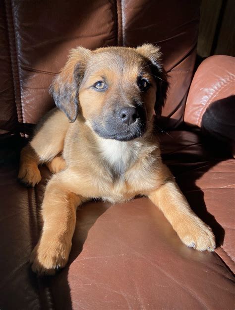 Yellow Lab Shepherd Mix Puppies