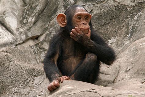 Neuralink a conçu une technologie permettant à un primate de jouer à ...