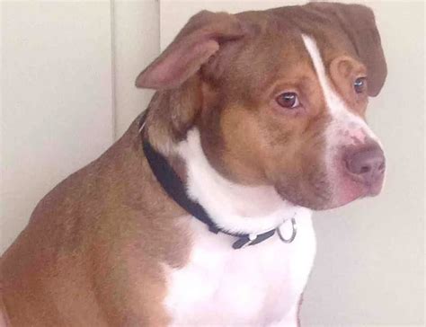 pitbull beagle mix breed info national canine research association