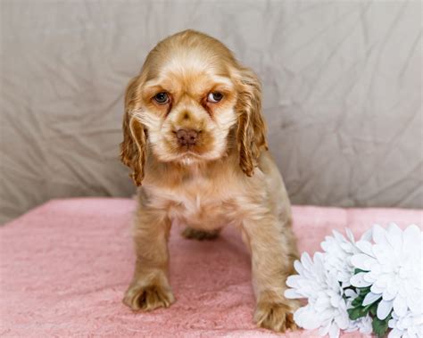 Tammy - Cocker Spaniel Puppy for Sale in Goshen, IN | Lancaster Puppies