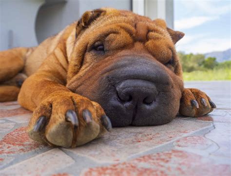 Large Wrinkle Like Folds In The Stomach Lining 7