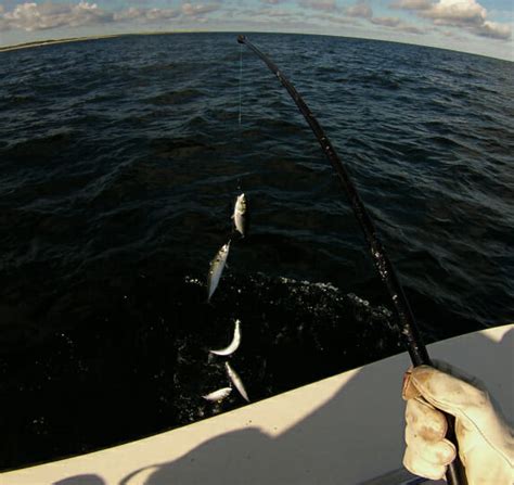 Best Sabiki Rod and Reel for Baitfish - Topsail Angler