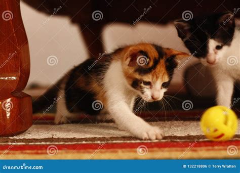 Small cute kittens playing stock photo. Image of play - 132218806