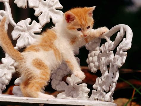 Красивые котята: фото, картинки и обои - wallpapers cats