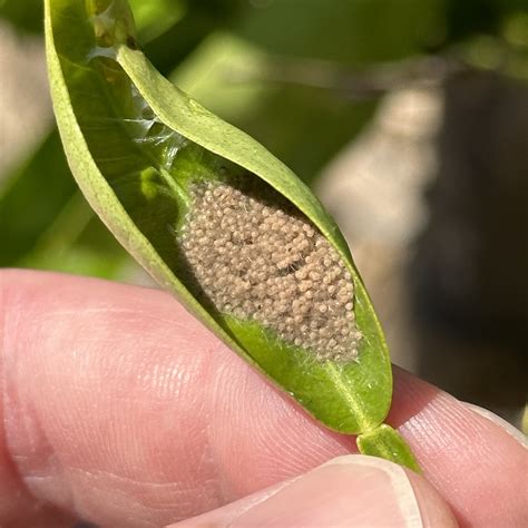 pests - What is this cluster of tiny tan eggs on my citrus tree leaf