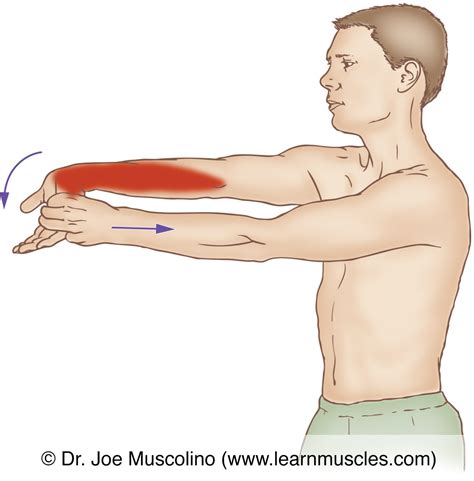 Flexor Carpi Ulnaris - Stretching - Learn Muscles