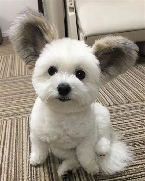 Foto De Cachorros Fofos - 6