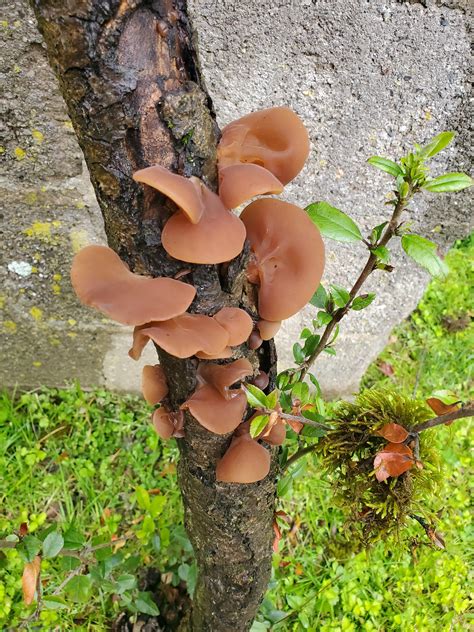 Wood ear?! : r/mycology